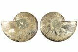 5.1" Cut & Polished, Agatized Ammonite Fossil - Madagascar - #200031-1